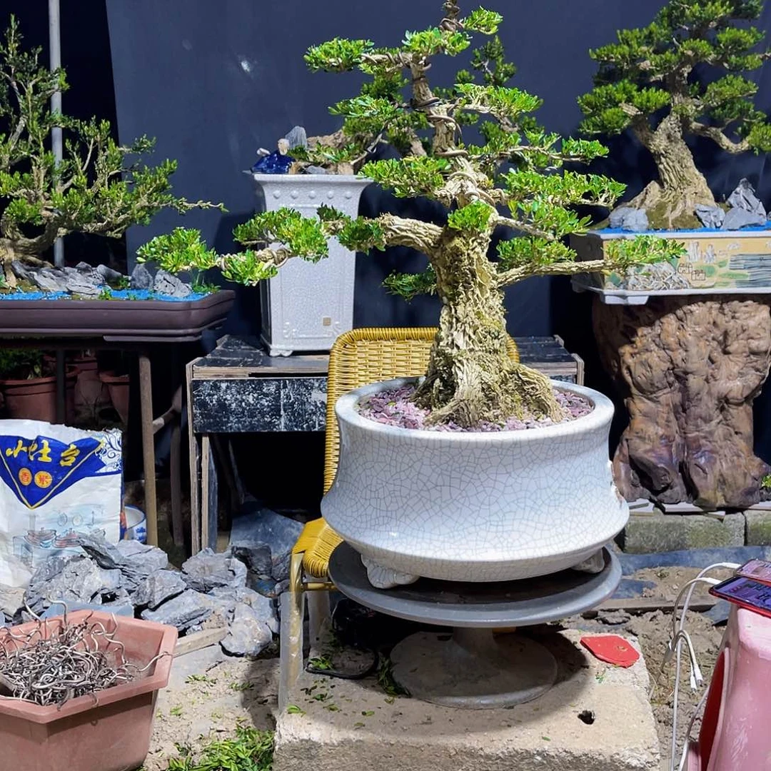 当前无花栽培后可以开花