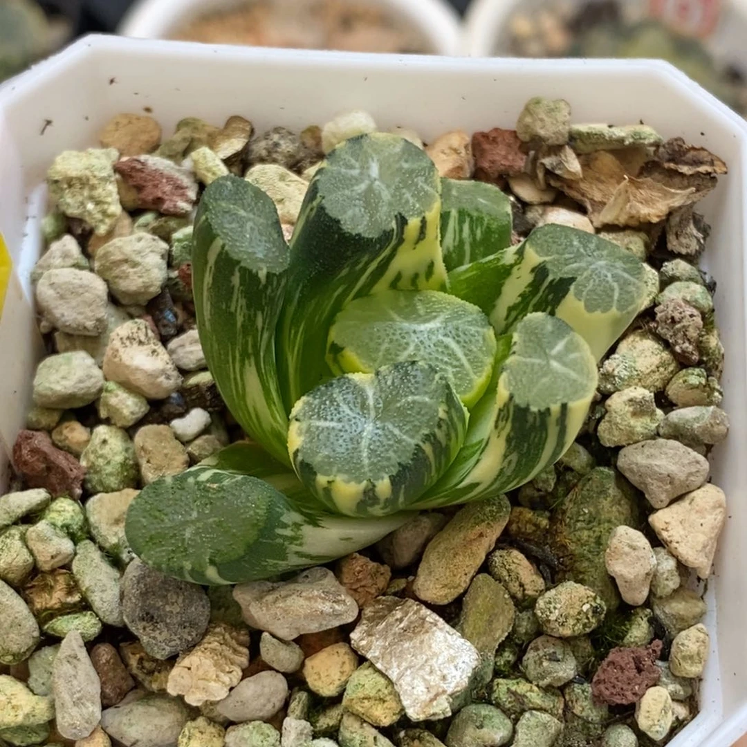 756白庙万象多肉植物