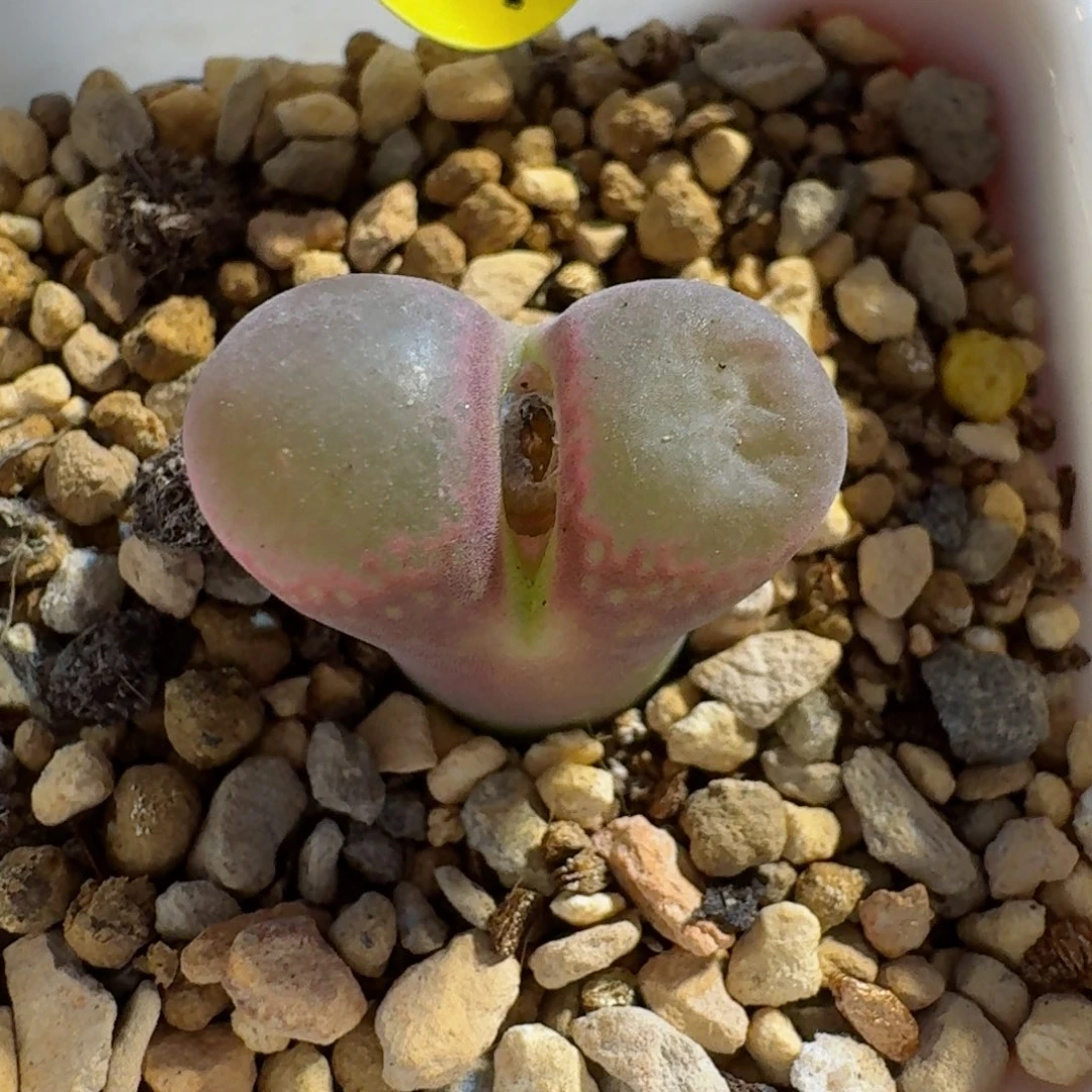 湖***任71........多肉....