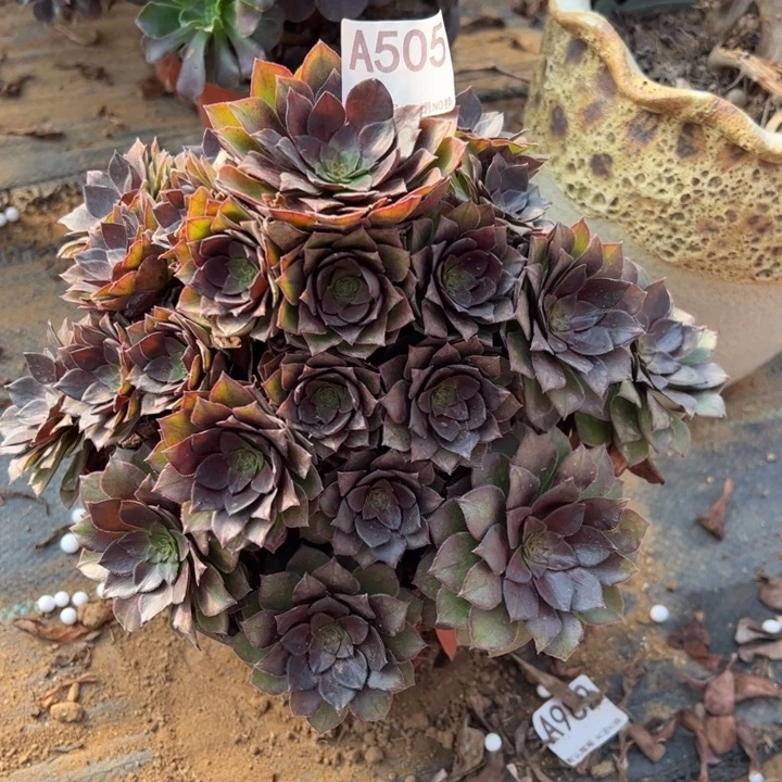 桃花石多肉植物505.