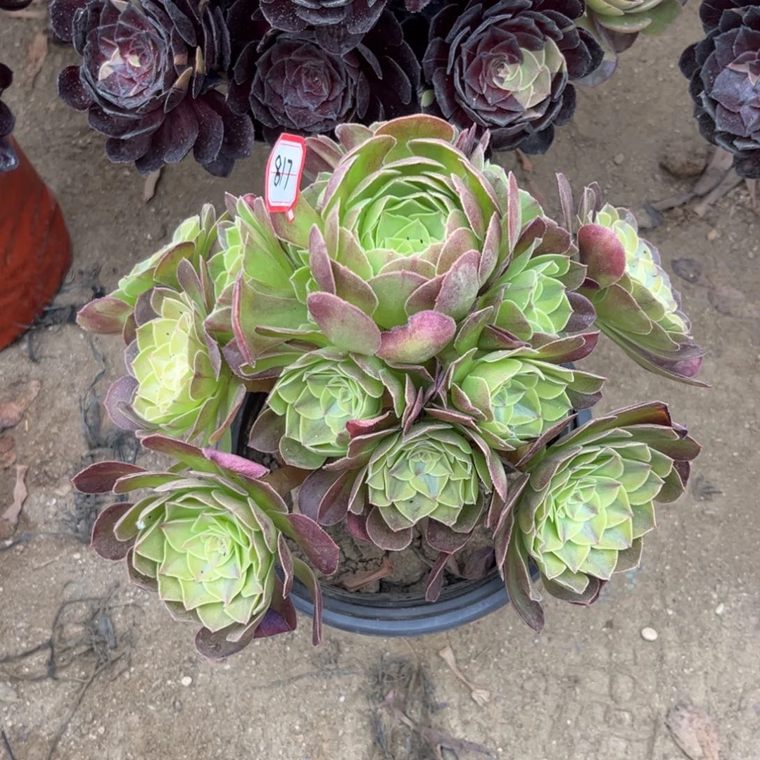 817多肉植物雨荷法师