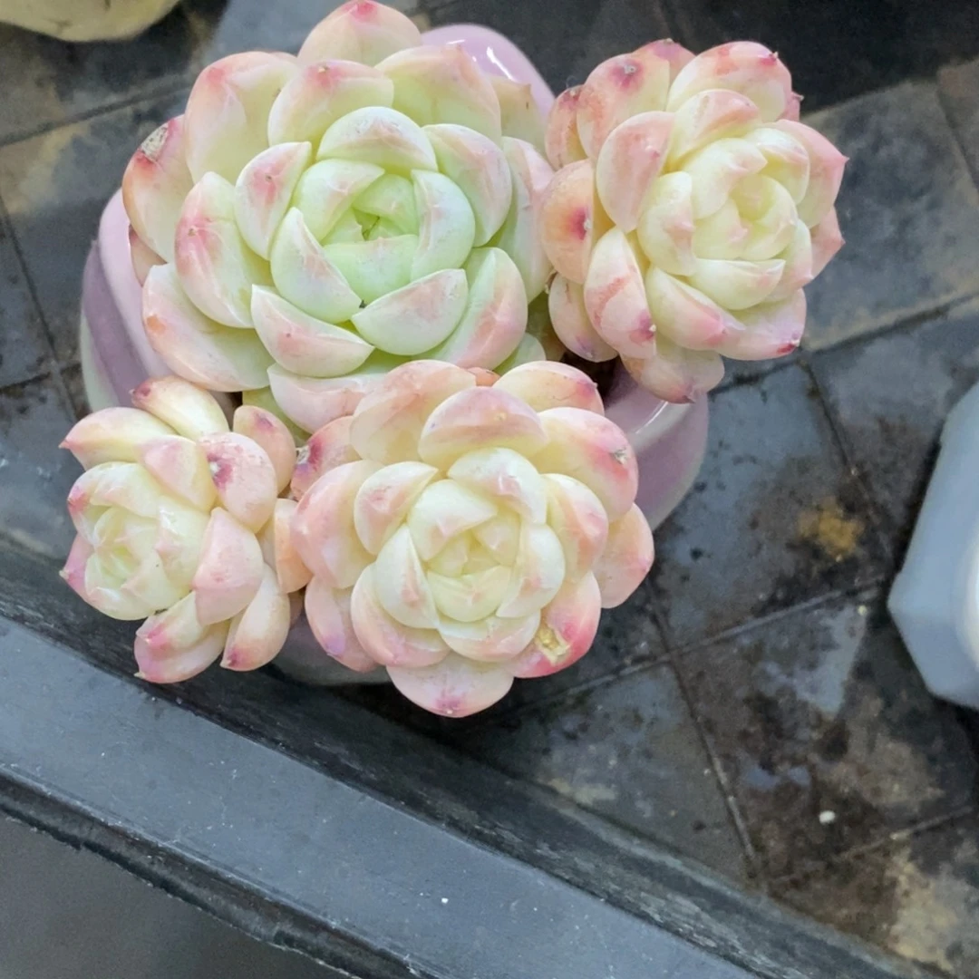 精品多肉一物一拍不包整367