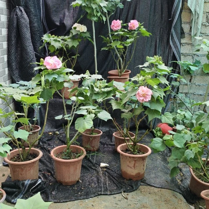 无花朵芙蓉花带花苞