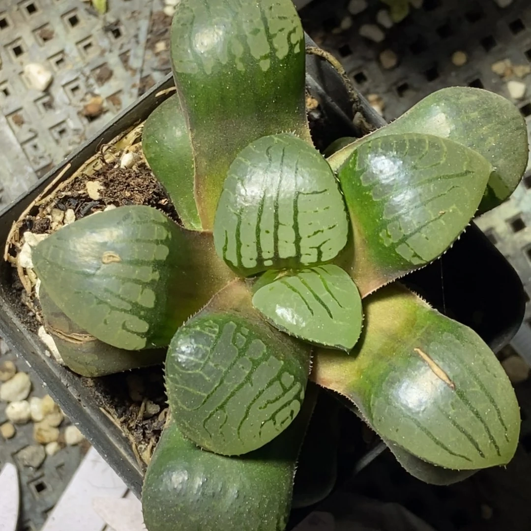 特价有伤的魔界寿一物一拍