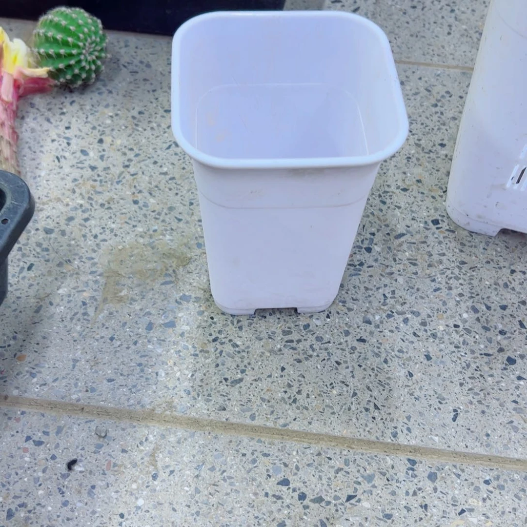 327小白万象5个口径10高14无托盘20包邮