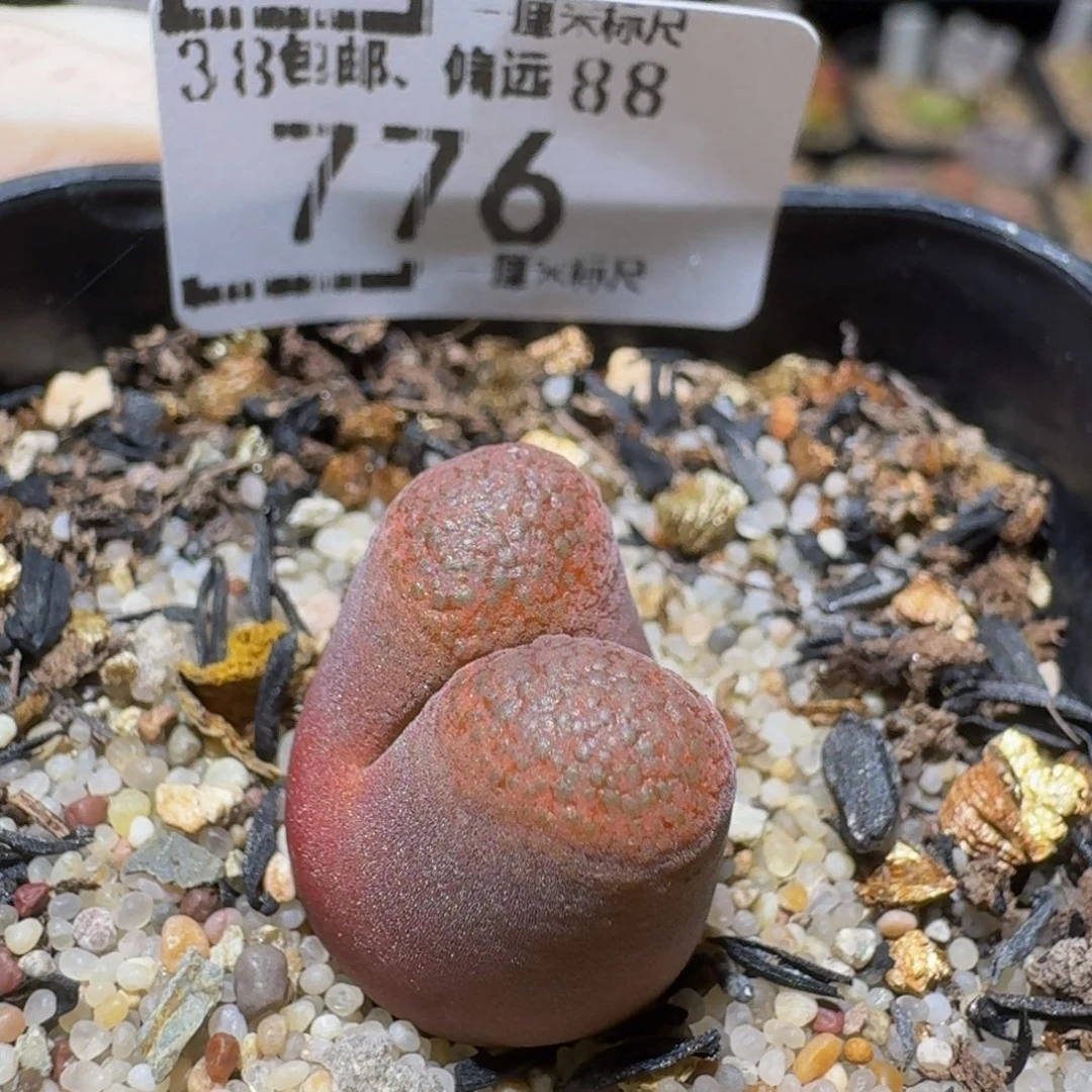 Ssss精品生石花776