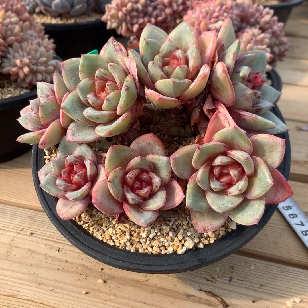 清****尘德国香槟多肉发货