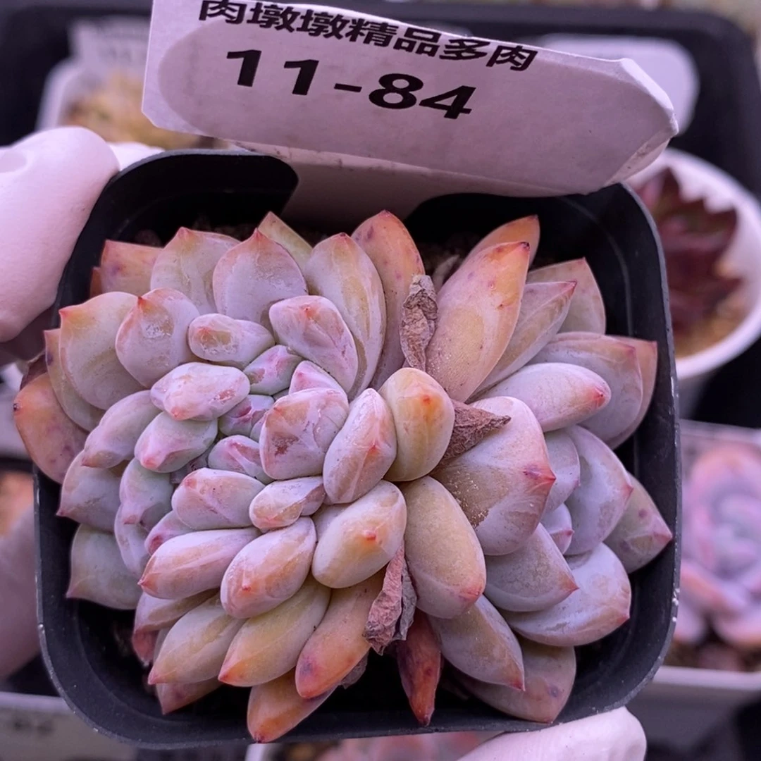 【闪购商品】11-84