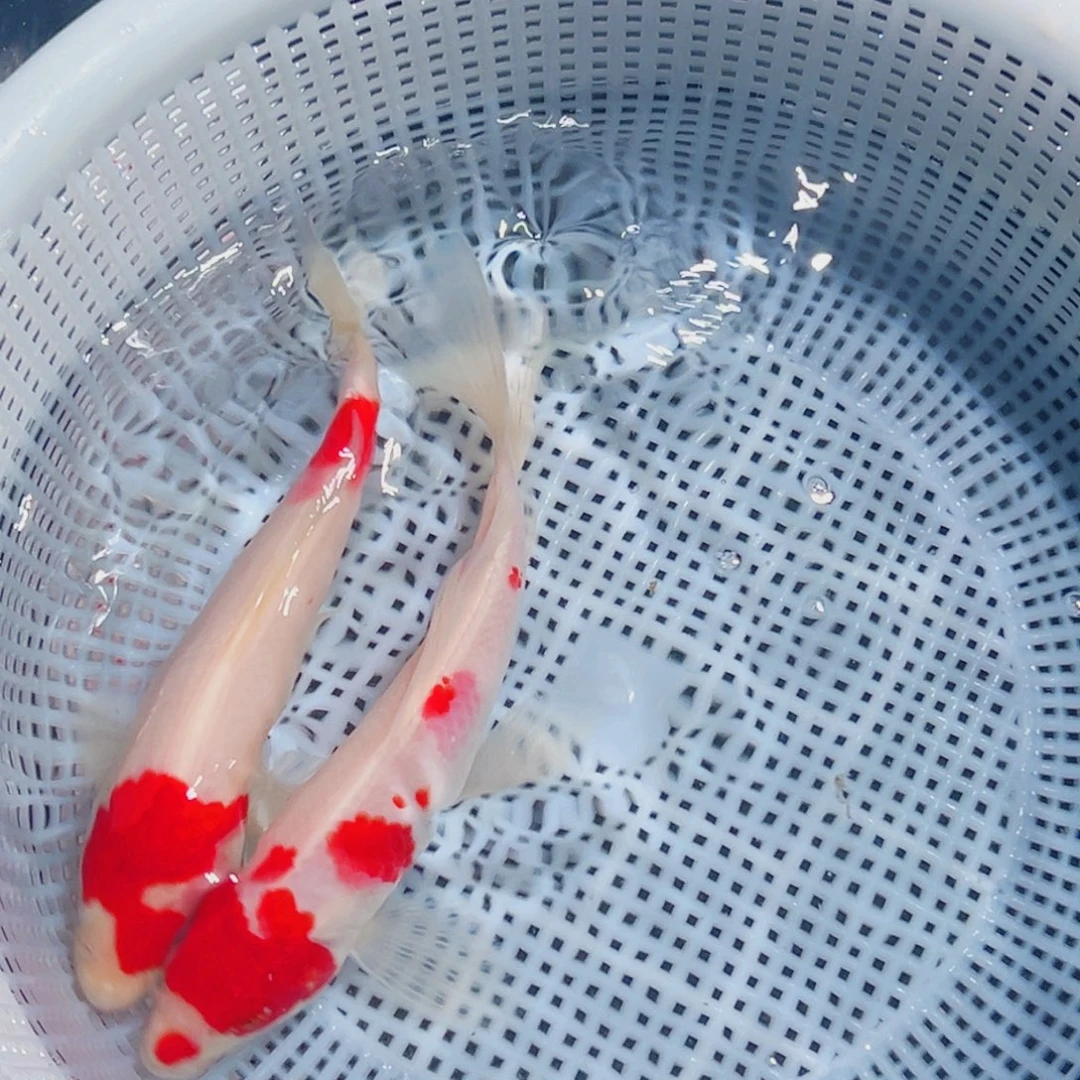 锦鲤锦鲤观赏鱼8888