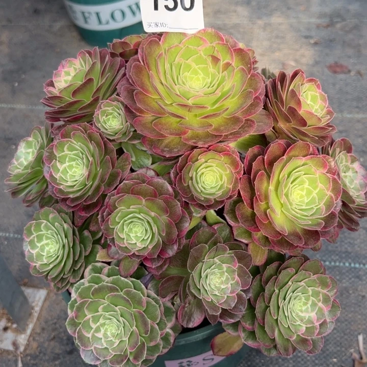 150莲花22厘米左右