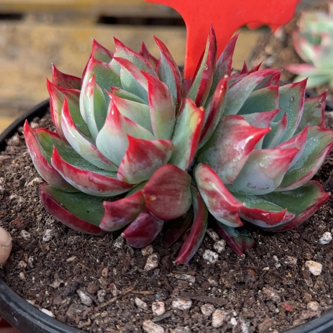 惊鸿一物一拍包装收缩花旱214