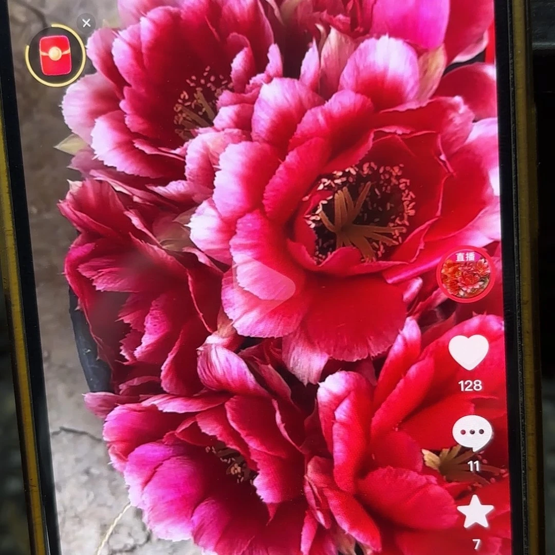 红颜知己丽花侧牙20包邮仙人球11