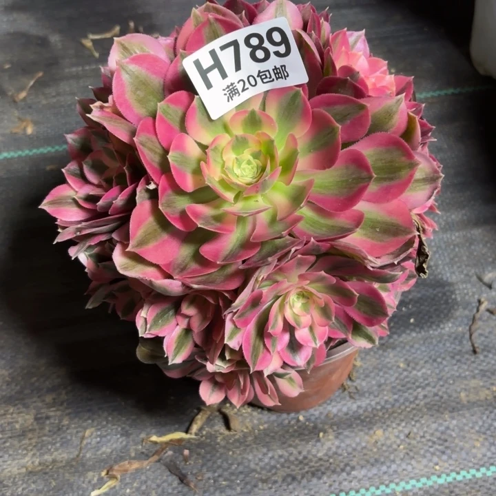 瑞妈一物一拍789