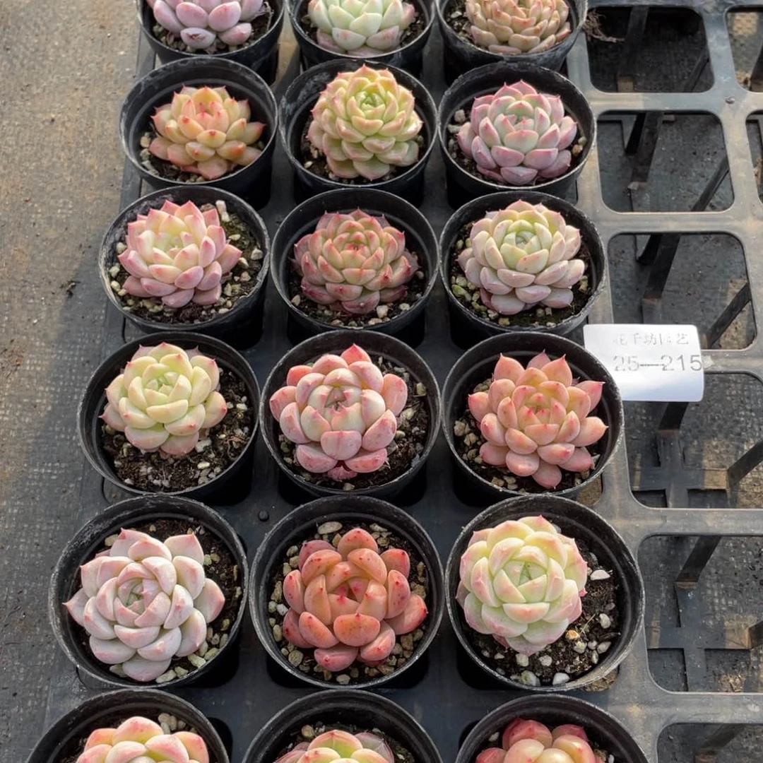 柒一物一拍18颗25-215