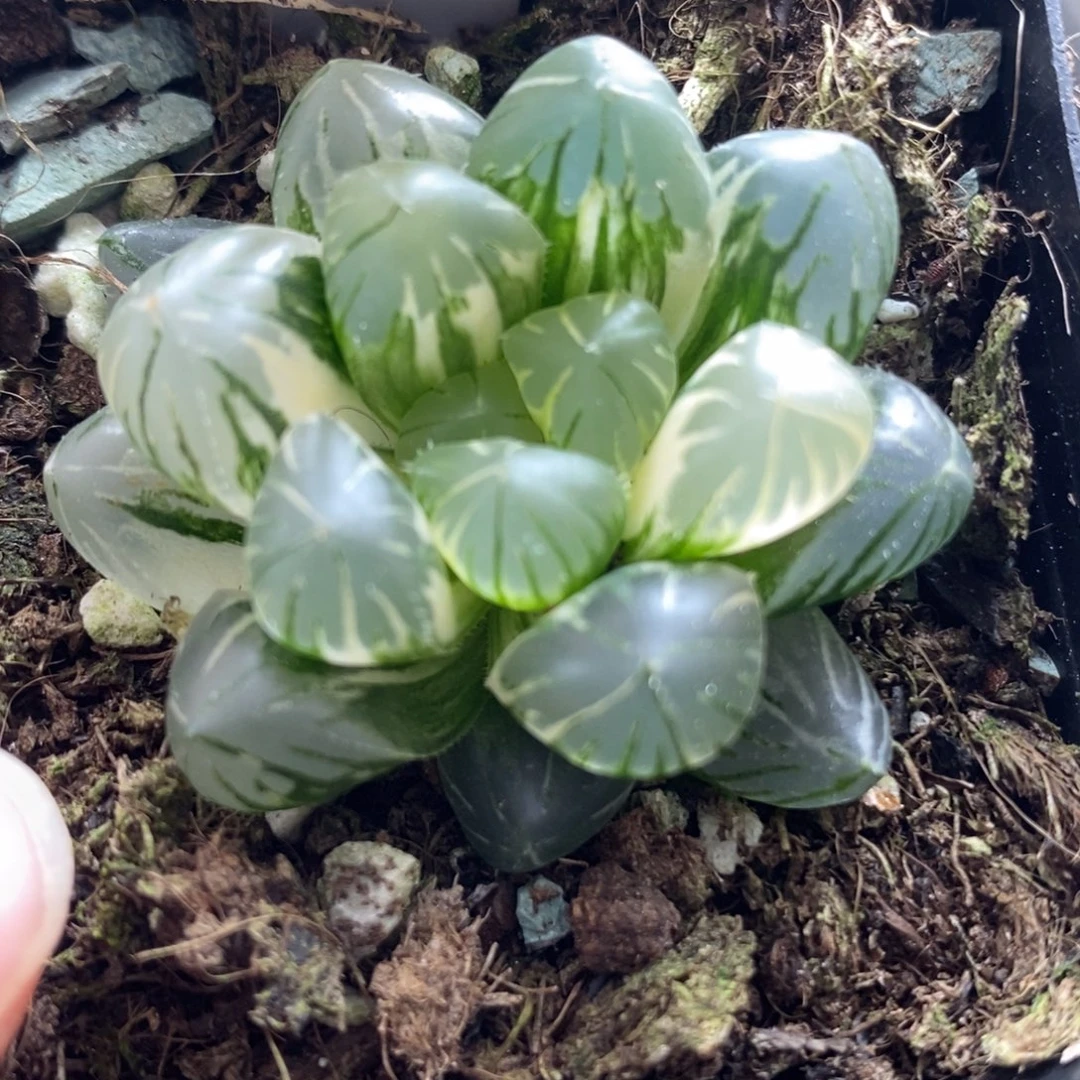 567这地泉玉露锦一物一拍