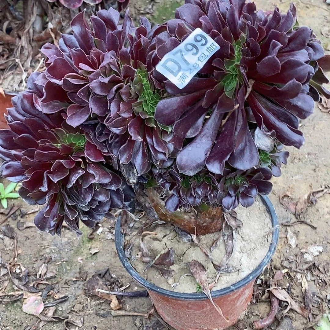 799殴紫缀化多肉植物无售后