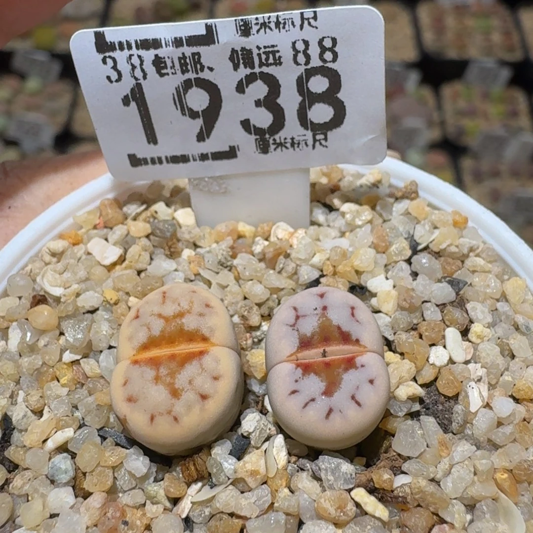 Ssss精品生石花1938