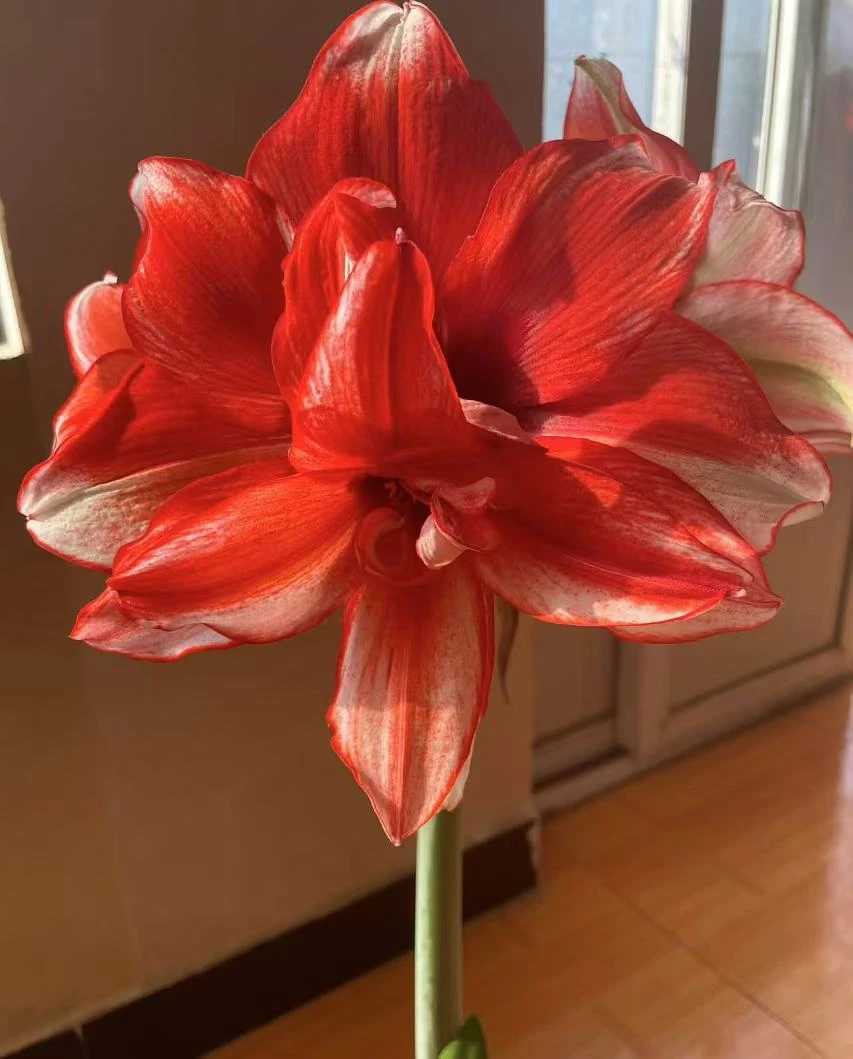 （瑕疵）火焰黛丝  朱顶红进口种球