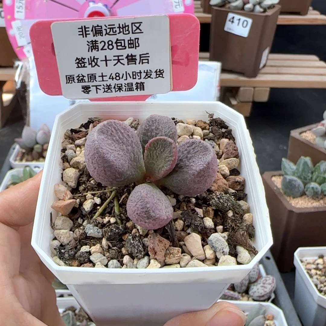 408哈莫云朵多肉