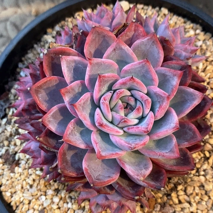 闷**弟我是真的很喜欢