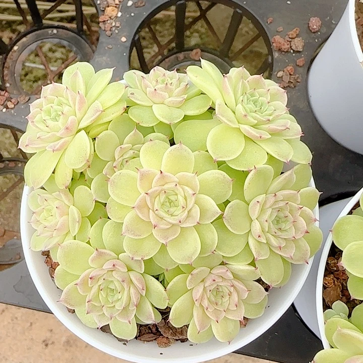 1121-86（ttp-97）优选