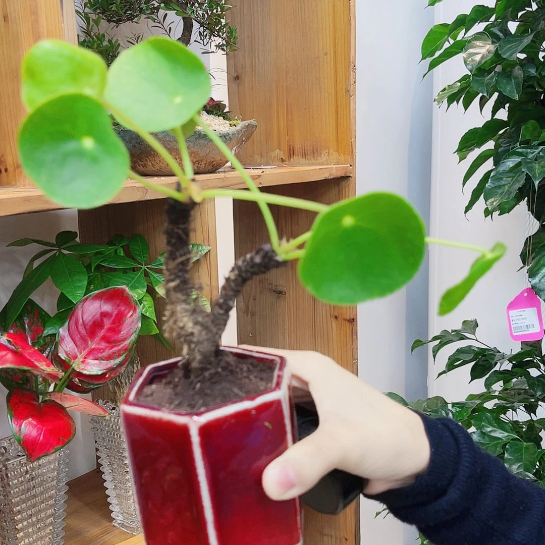 高端绿植一物一拍