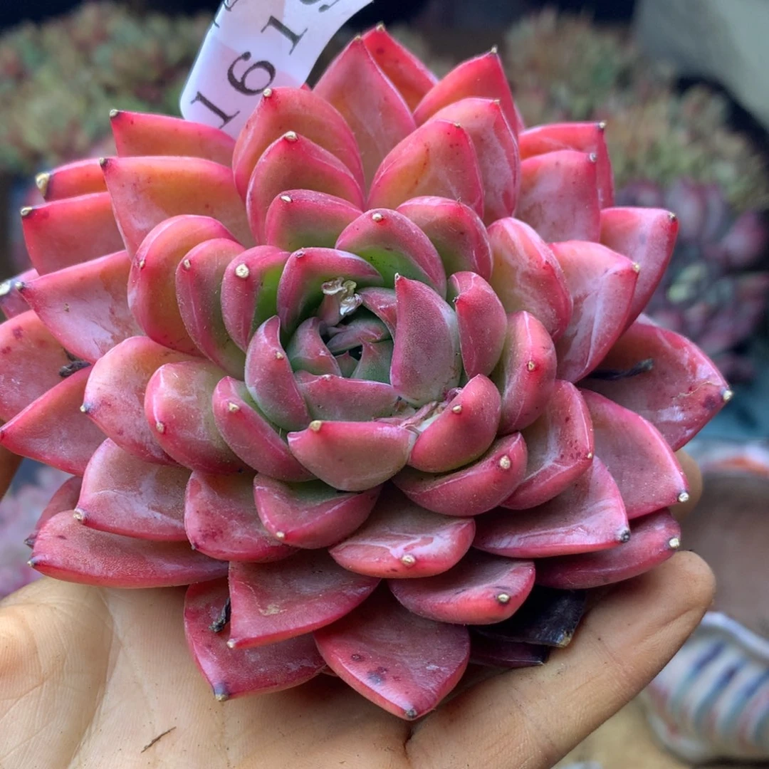 1619杂交精品基地8厘米