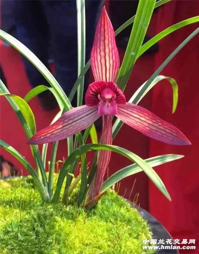中东红素-春兰组培苗-硬化8个月-连体3苗-人工养殖