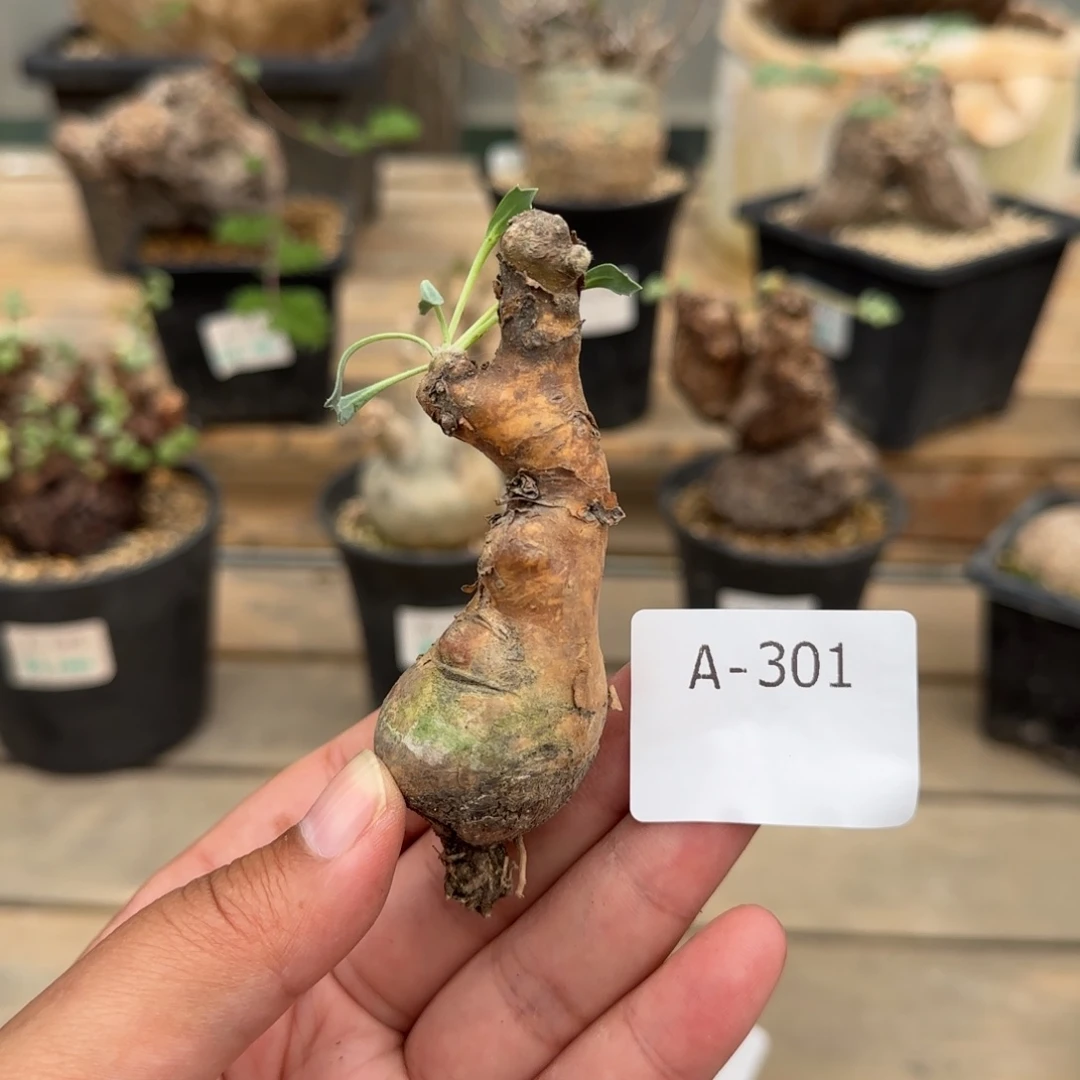 301开普敦厚敦菊块根植物