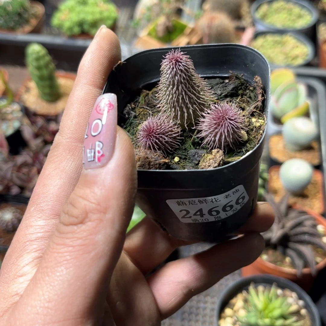 2**924666一物一拍单头