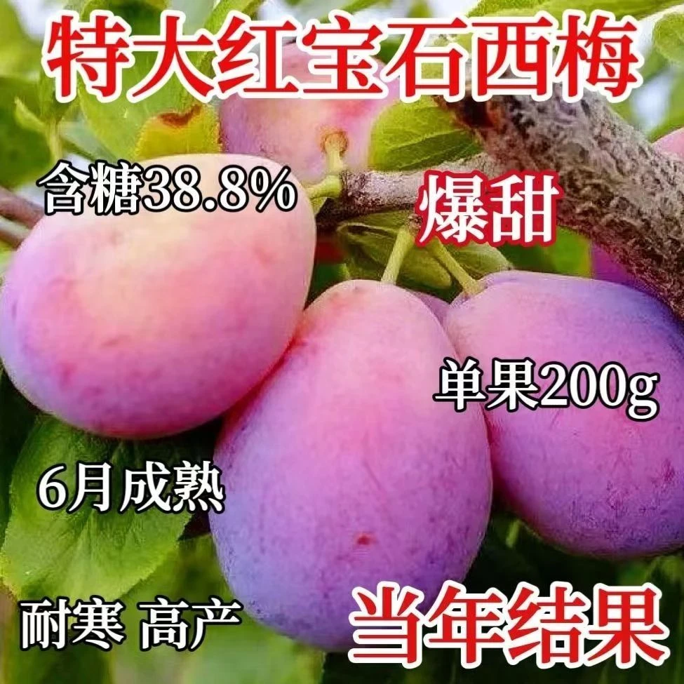 正宗西梅树苗大果北方南方种植当年结果西梅李子树苗法兰西新品种