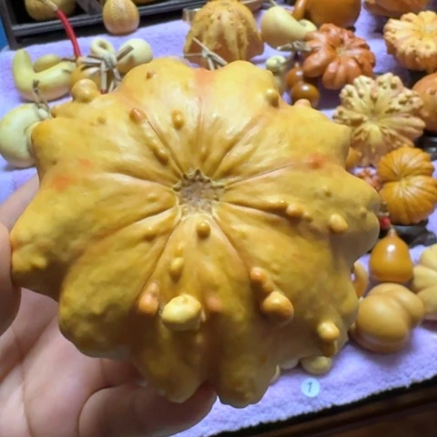 瑕疵品处理疙瘩葫芦9.8