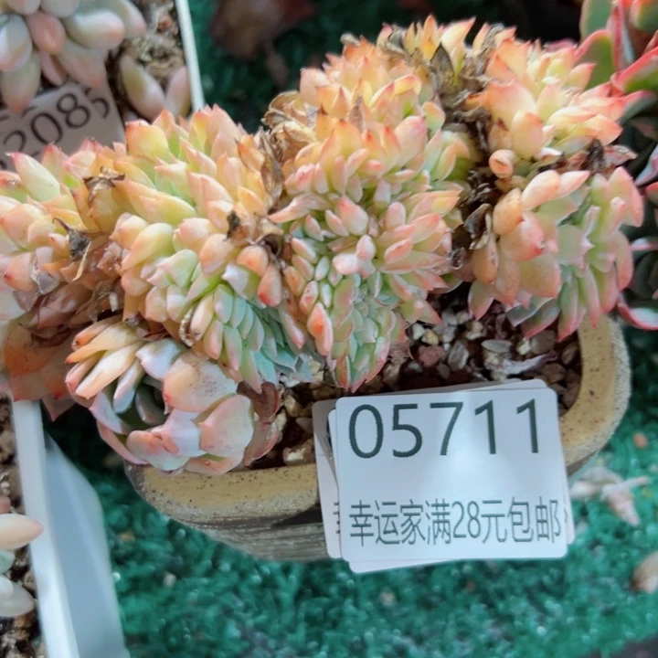 幸运的是我还在努力地