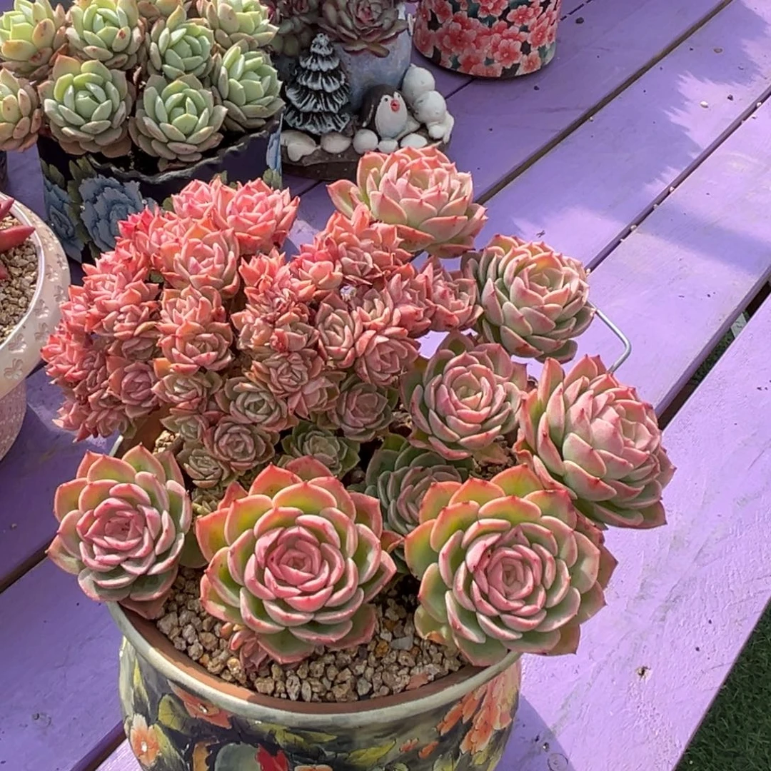 哈蜜瓜树一物一拍