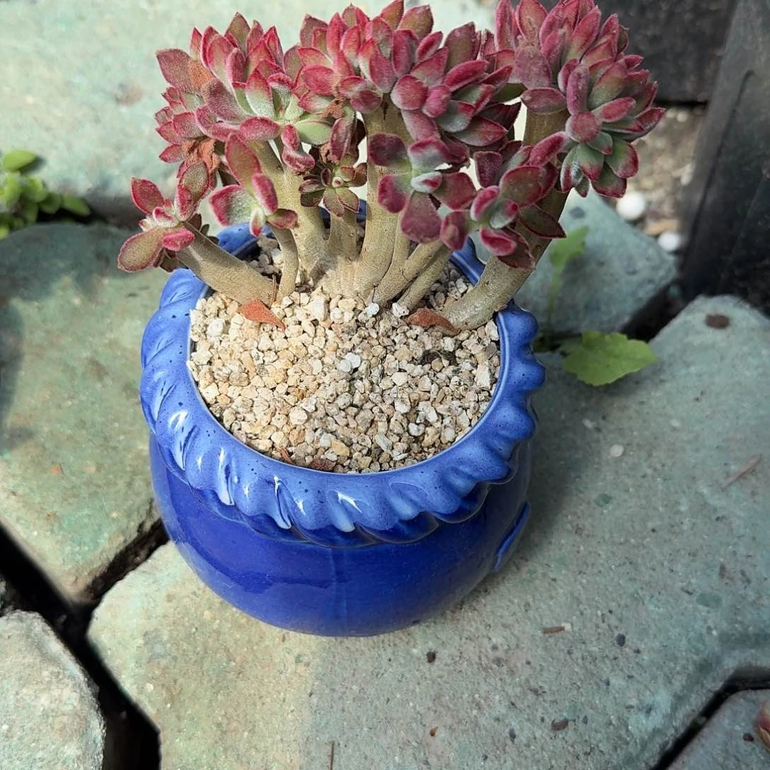 骑****巫景晃星缀化➕赔偿胖大星