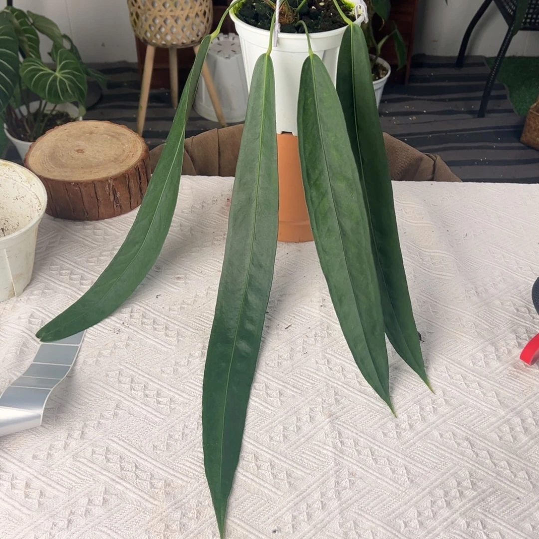 完全开放进口温蒂