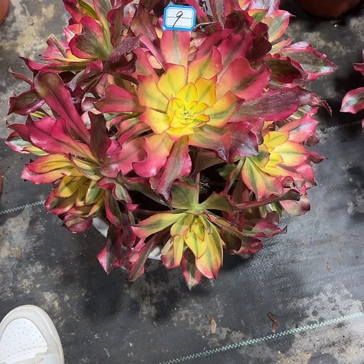 依***然9魅影丛林法师多肉植物