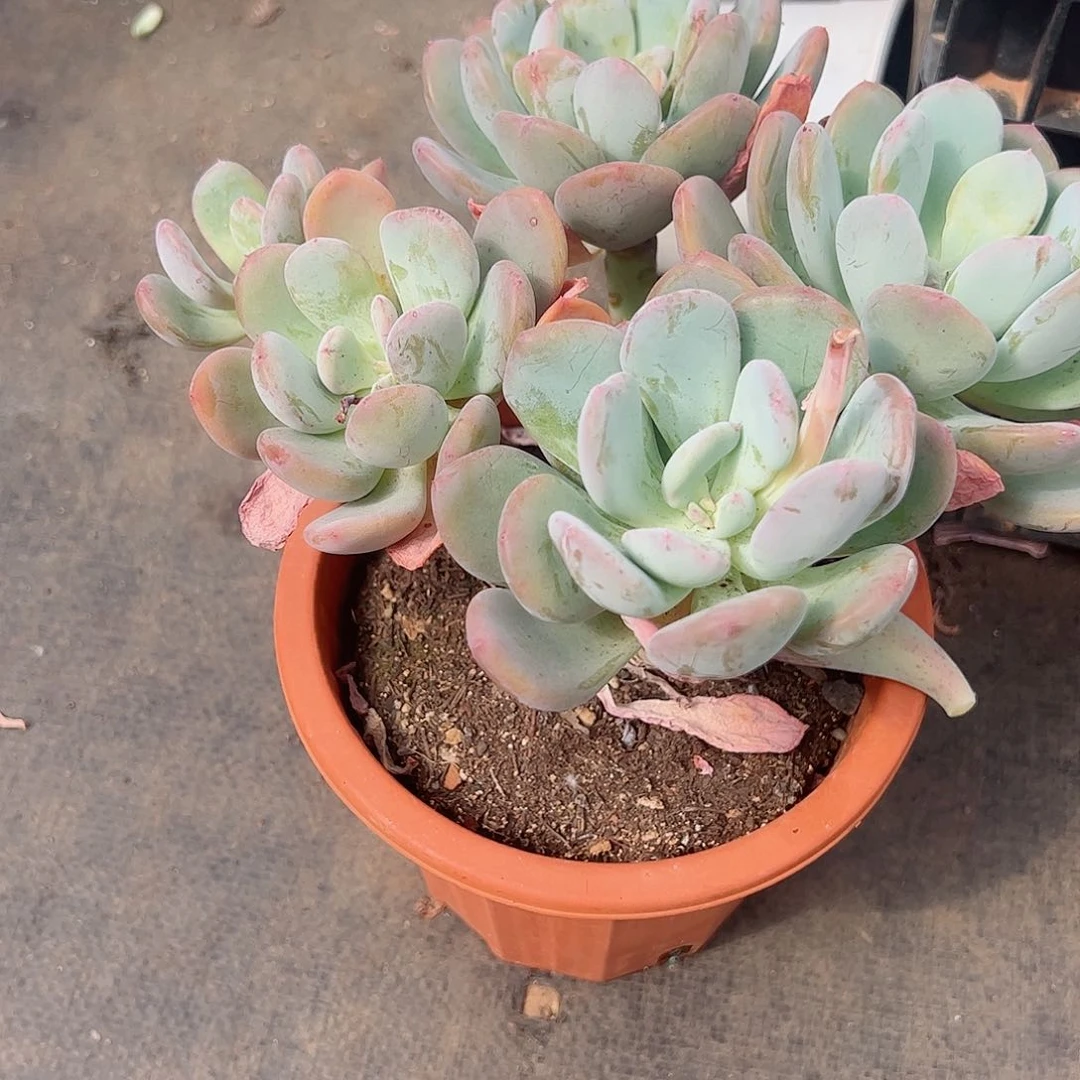 灰姑娘多头大盆精控