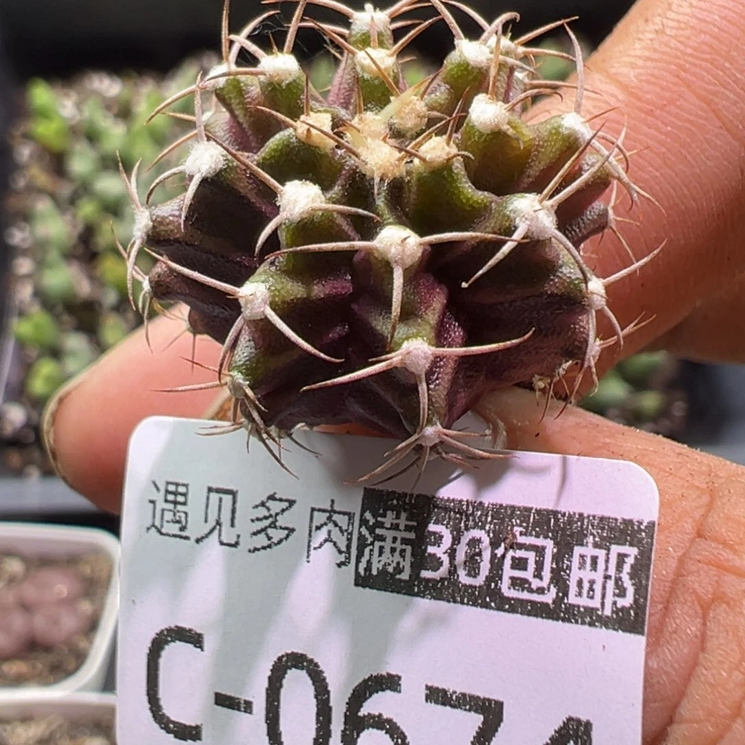 多肉植物1111111111