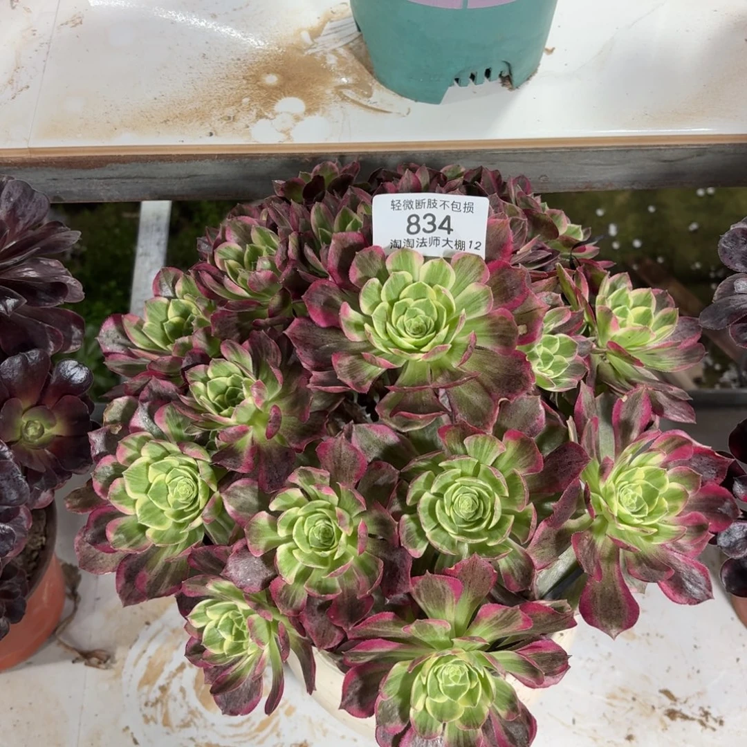 834水蜜桃多肉植物法师
