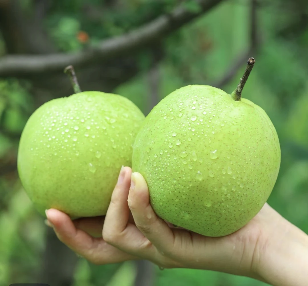头茬砀山梨苏翠一号新鲜现摘当季水果脆甜大果5—9个