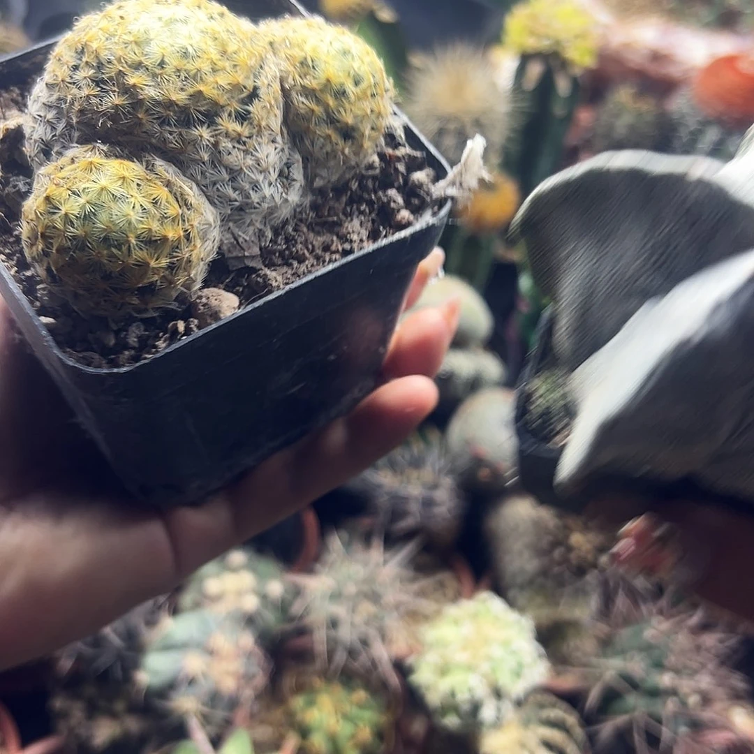 实生仙人球111111