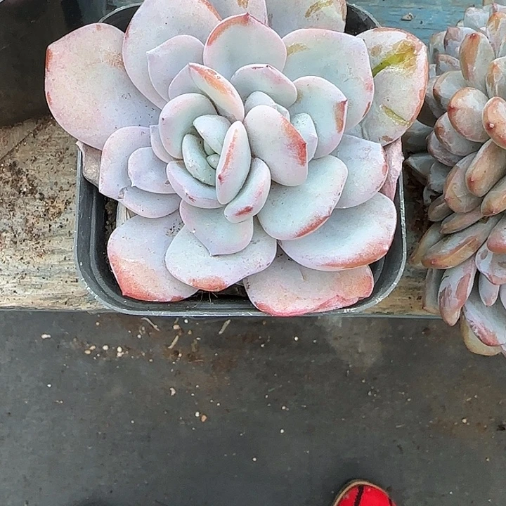 青蛙王子儿童牙膏套装11