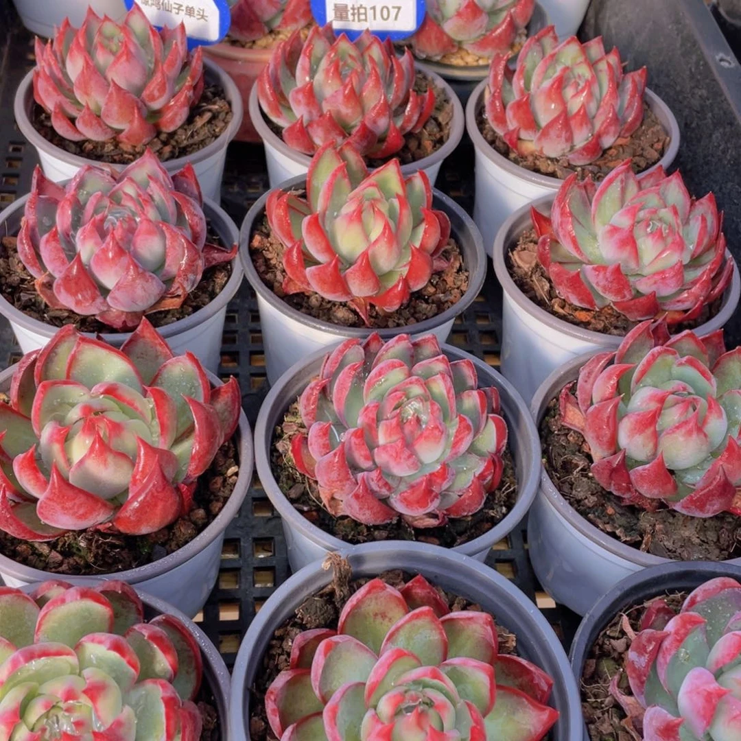 量拍107号 惊鸿仙子单头一个