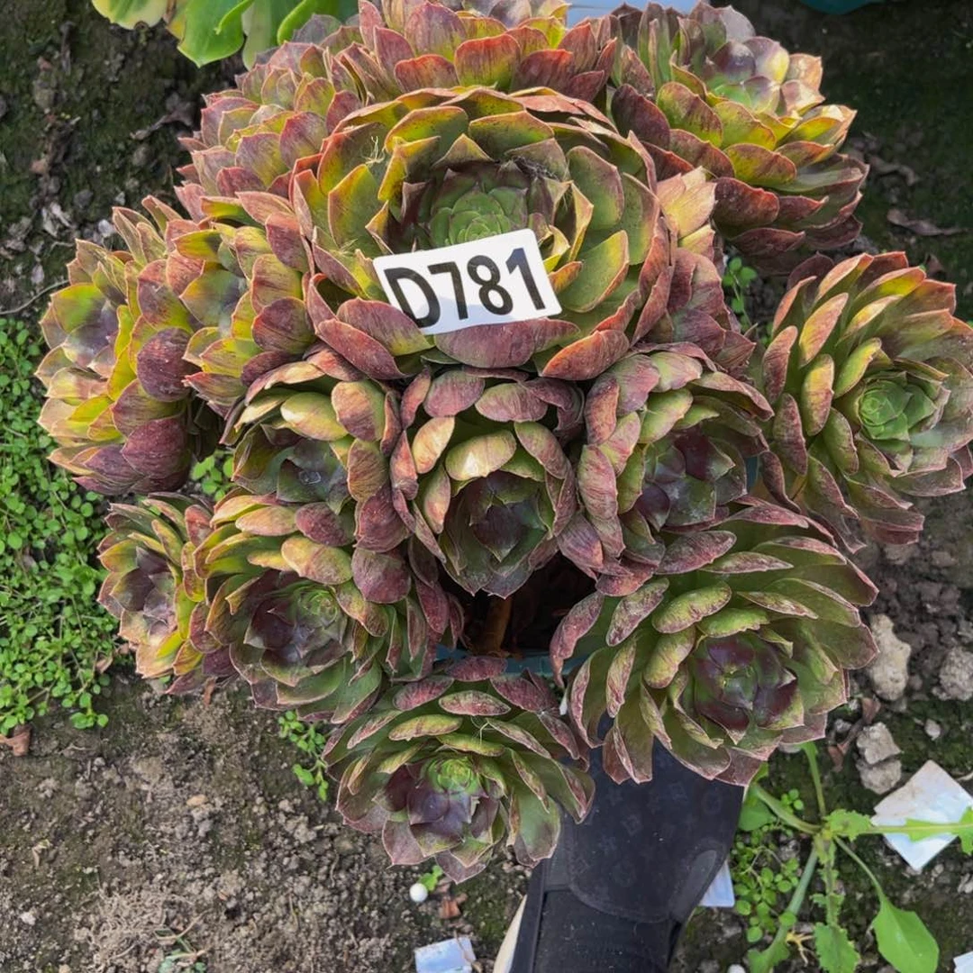 黑魔法师26///2包邮