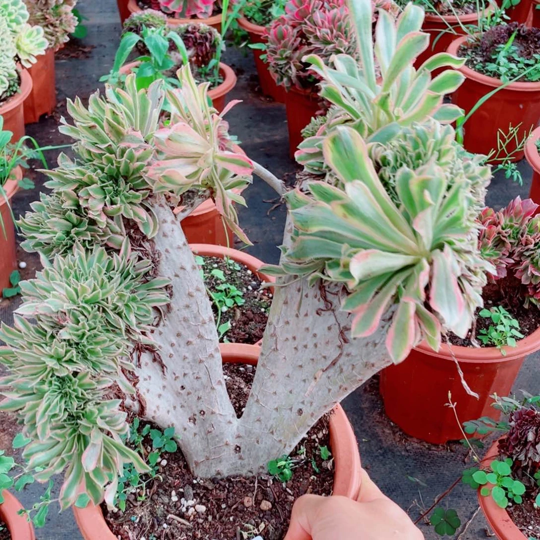 190号夕颜缀化多肉植物法师