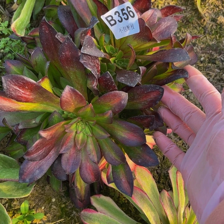 356花纳多肉法师不包断枝