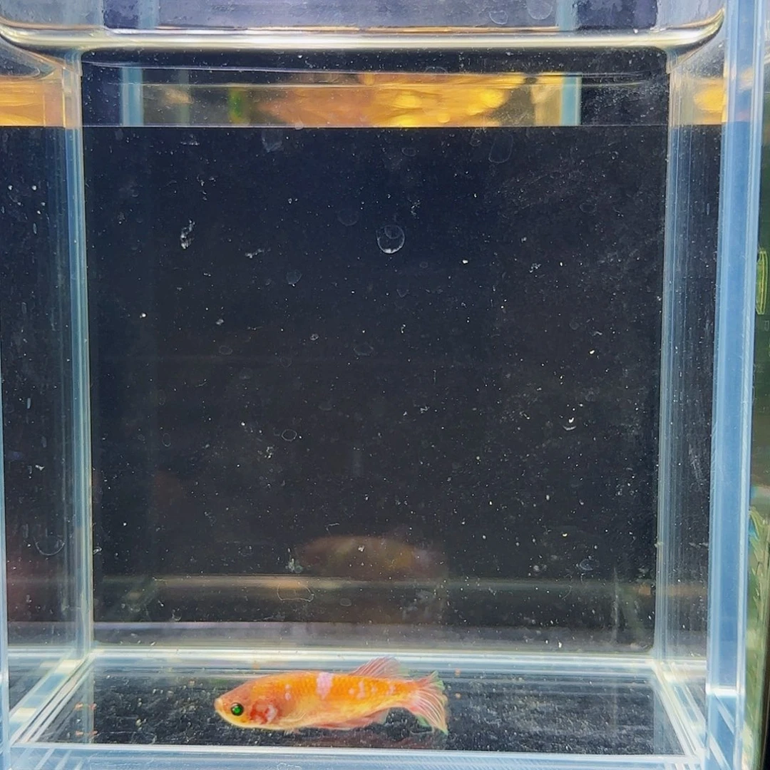 斗鱼活体观赏鱼好养耐活