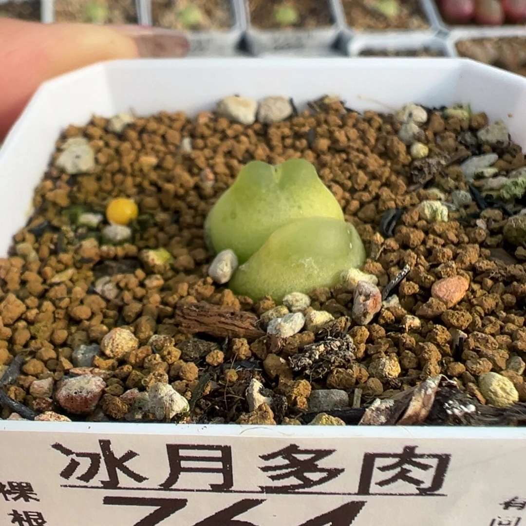 764拉登带盆土发货