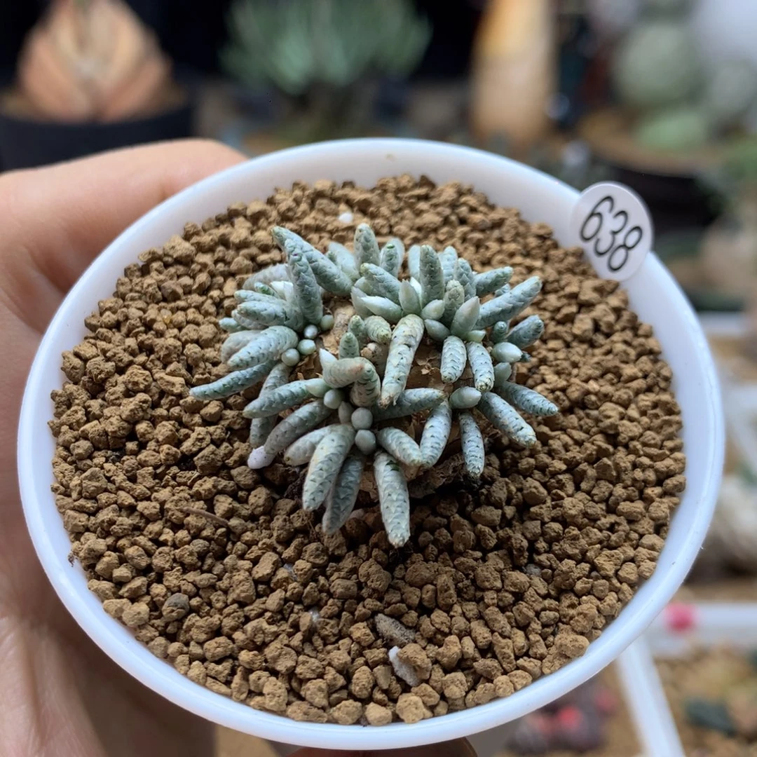红花韧锦带盆多肉638